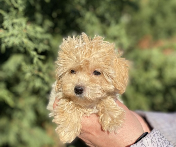 Teacup Maltipoo