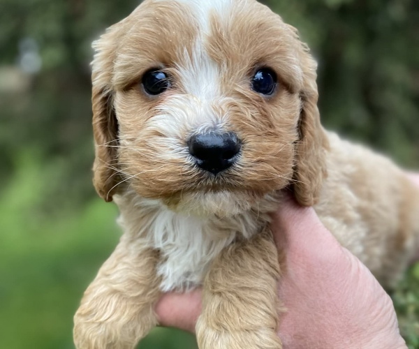 Cavapoo (Standart Boy)
