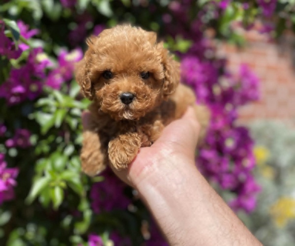 Red Teacup Mini Poodle