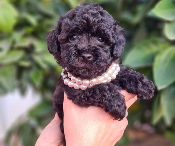 Siyah Disi Mini Poodle