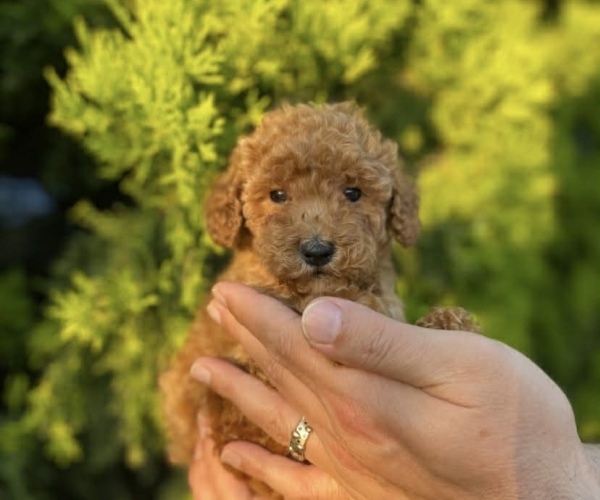 Kızıl Disi Toy Poodle