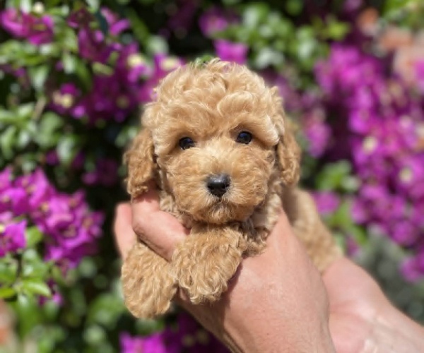 Apricot Disi Toy Poodle