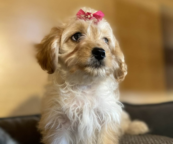Mini Cavapoo 