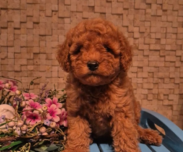 Red Toy Poodle