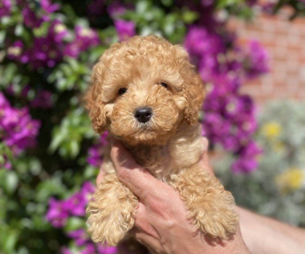 Apricot Erkek Toy Poodle