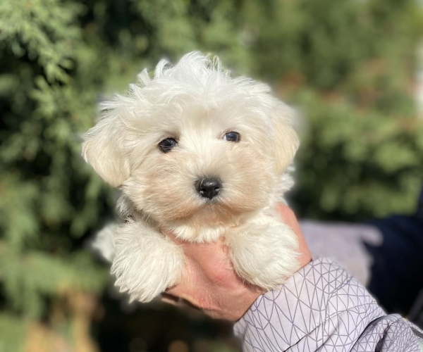 Maltese 