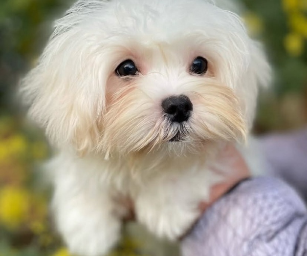 Maltese 