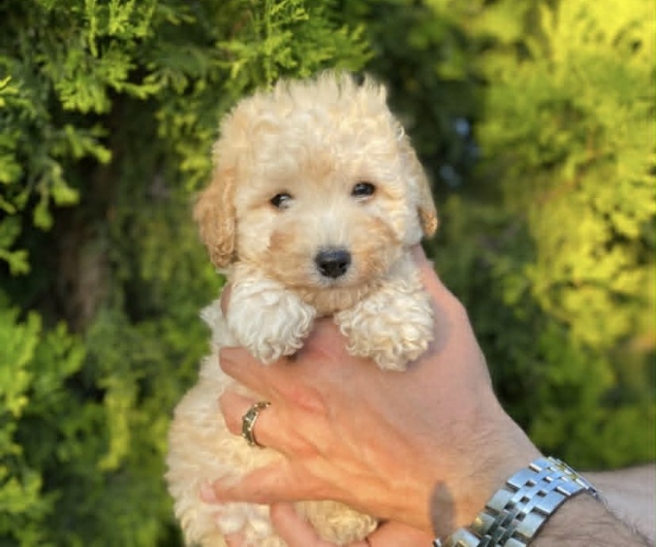 Apricot Erkek Toy Poodle