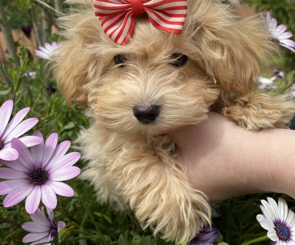 Teacup Maltipoo
