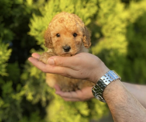 Kızıl Erkek Toy Poodle